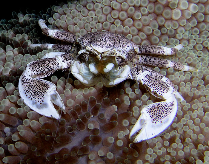 A porcelain crab (Nick Hobgood via Wikipedia)