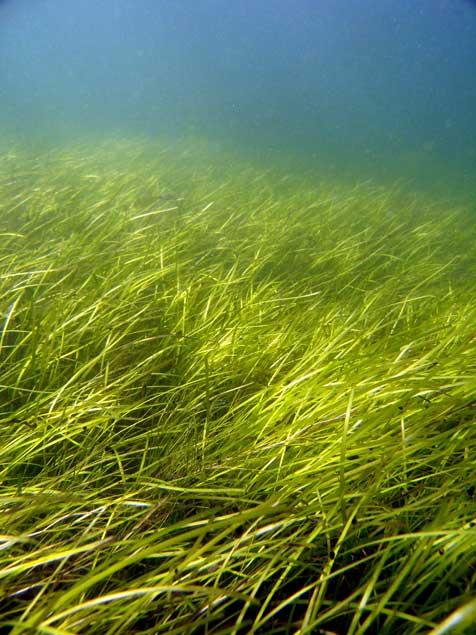 A seagrass meadow. (Christoffer Boström)