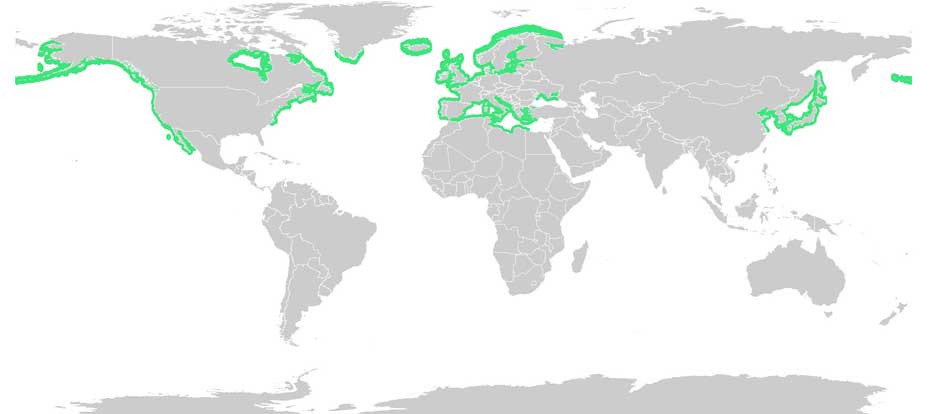 Eel grass distribution. (Wikipedia Commons(